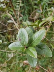 Xylosma spiculifera