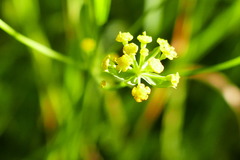 Bupleurum falcatum