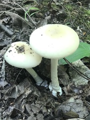 Amanita pubescens