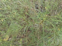 Sonchus leptocephalus