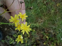 Sonchus leptocephalus