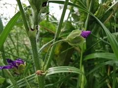 Malva sylvestris sylvestris