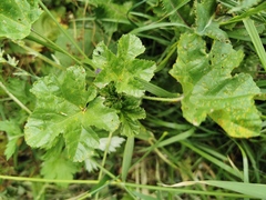 Malva sylvestris sylvestris