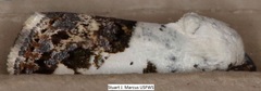 Tarache tetragona