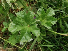 Malva sylvestris sylvestris