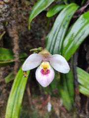Phragmipedium schlimii