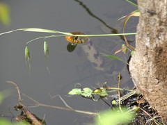 Natrix helvetica sicula