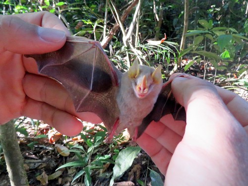 MacConnell's Bat