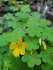 Oxalis suksdorfii