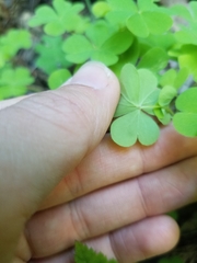 Oxalis suksdorfii