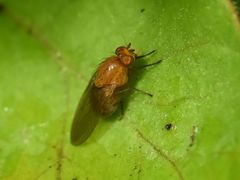 Minettia inusta