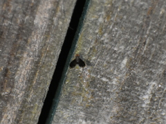 Trypetisoma sticticum