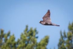 Falco peregrinus
