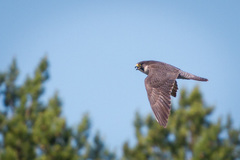 Falco peregrinus