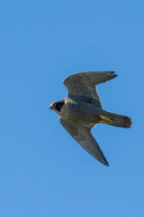 Falco peregrinus