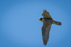 Falco peregrinus