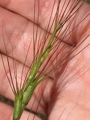 Aegilops
