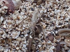 Cycloptilum erraticum