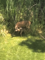 Odocoileus virginianus macrourus