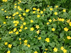 Ranunculus repens