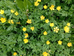 Ranunculus repens