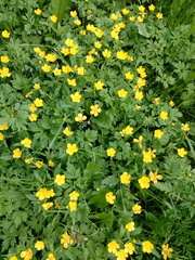 Ranunculus repens