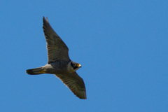 Falco peregrinus