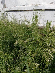 Capsella bursa-pastoris