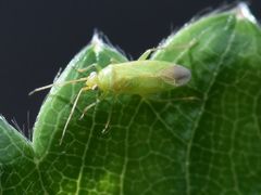 Orthotylus