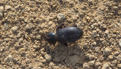 Nycterinus laevigatus