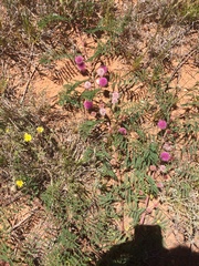 Mimosa rupertiana