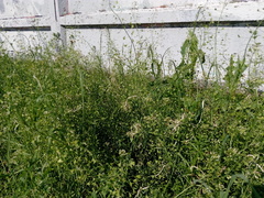 Capsella bursa-pastoris