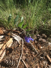 Mertensia oblongifolia