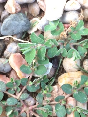Euphorbia stictospora