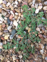 Euphorbia stictospora