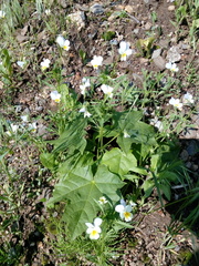 Viola arvensis