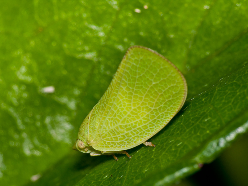 Acanalonia affinis