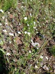 Viola arvensis