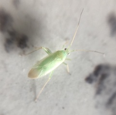 Orthotylus