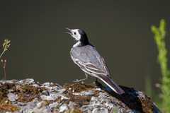 Motacilla alba
