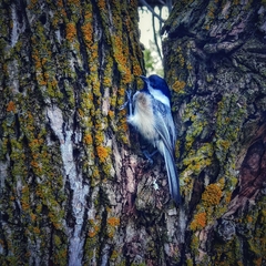 Poecile atricapillus