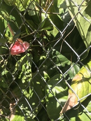 Anthurium andraeanum