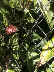 Anthurium andraeanum
