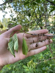 Monilinia laxa