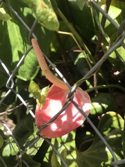 Anthurium andraeanum