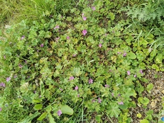 Malva sylvestris sylvestris