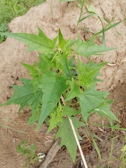 Chenopodiastrum hybridum