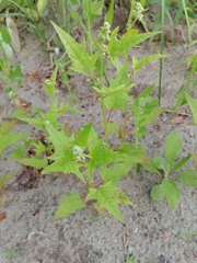 Chenopodiastrum hybridum