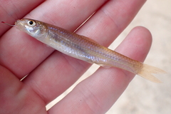 Notropis longirostris