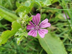 Malva sylvestris sylvestris